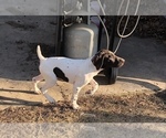 Small Photo #7 German Shorthaired Pointer Puppy For Sale in ARKANSAS CITY, KS, USA