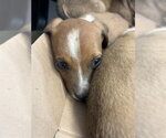 Small Mutt