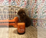 Small Photo #12 Goldendoodle (Miniature) Puppy For Sale in LAS VEGAS, NV, USA