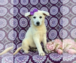 German Shepherd Dog Puppy for sale in PEACH BOTTOM, PA, USA