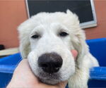 Small #6 Great Pyrenees Mix