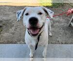 Small American Pit Bull Terrier