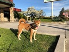 Small Photo #1 Shiba Inu Puppy For Sale in SUNNYVALE, CA, USA