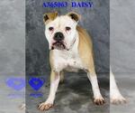 Small #1 American Bulldog Mix