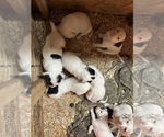 Small Photo #16 Llewellin Setter Puppy For Sale in BASCO, IL, USA