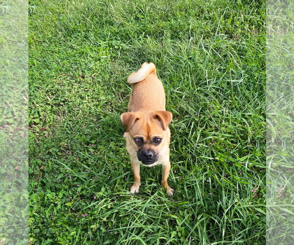 Medium Photo #1 Chug Puppy For Sale in Unionville, PA, USA