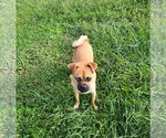 Pugsley - Male Chug Dog for Adoption - Small photo