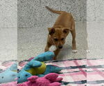 Small #2 Boxer Mix