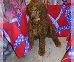 Small #5 Poodle (Standard)