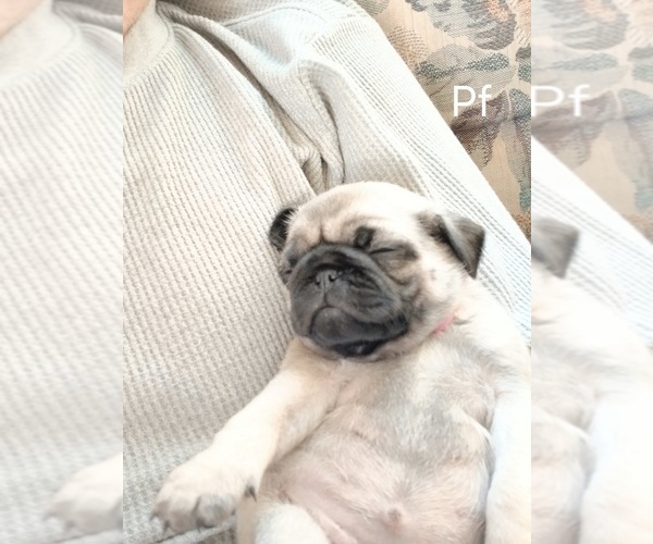 Medium Photo #5 Pug Puppy For Sale in EDGAR, WI, USA