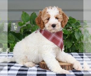 Goldendoodle (Miniature) Puppy for Sale in NARVON, Pennsylvania USA