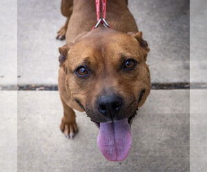 Mutt Dogs for adoption in Wilmington, NC, USA