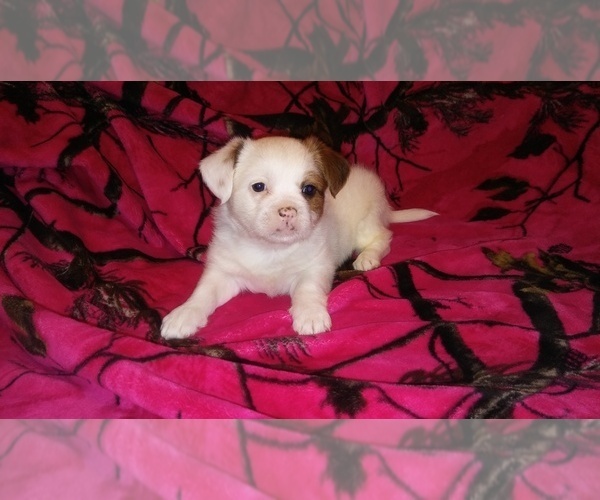 Medium Photo #6 Shih-Poo Puppy For Sale in SAN ANTONIO, TX, USA