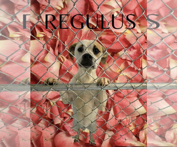 Medium Photo #9 Bulloxer Puppy For Sale in Myrtle Beach, SC, USA