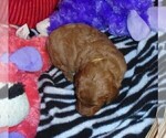 Small Photo #18 Poodle (Standard) Puppy For Sale in CLATSKANIE, OR, USA