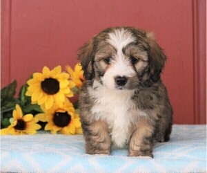 Miniature Bernedoodle Puppy for sale in FREDERICKSBG, OH, USA