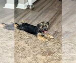 Small #2 Mutt