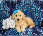 Small #2 Golden Retriever