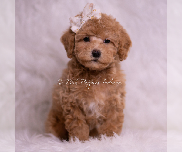 Medium Photo #1 Poodle (Toy) Puppy For Sale in WARSAW, IN, USA