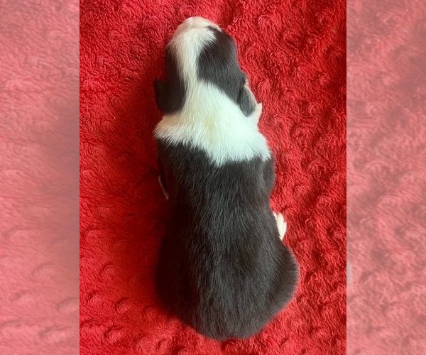Medium Photo #7 Australian Shepherd Puppy For Sale in LODA, IL, USA