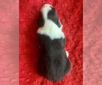 Small #6 Australian Shepherd