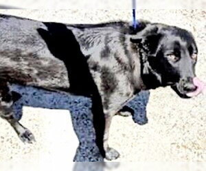 Mutt Dogs for adoption in Houston, TX, USA