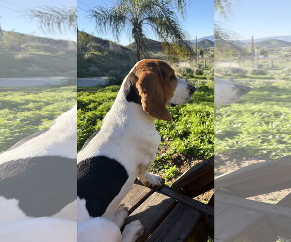 Medium Photo #7 Basset Hound Puppy For Sale in Hesperia, CA, USA