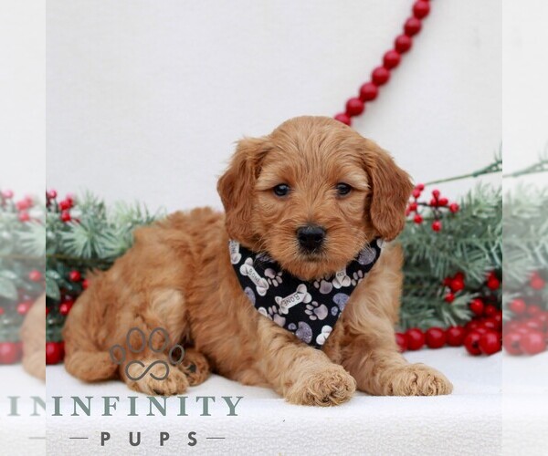 Medium Photo #3 Goldendoodle (Miniature) Puppy For Sale in NARVON, PA, USA