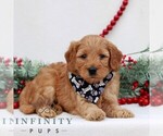 Small #2 Goldendoodle (Miniature)