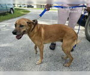 Shepradors Dogs for adoption in Ocala, FL, USA