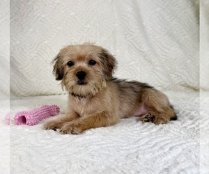 Shorkie Tzu Puppy for sale in GREENFIELD, IN, USA
