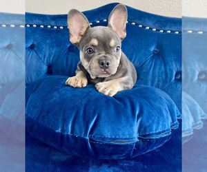 French Bulldog Puppy for sale in NEW YORK, NY, USA