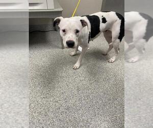 American Pit Bull Terrier-Unknown Mix Dogs for adoption in Pasadena, TX, USA