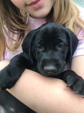 Medium Photo #5 German Shorthaired Lab Puppy For Sale in FRIENDSWOOD, TX, USA