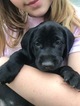 Small Photo #5 German Shorthaired Lab Puppy For Sale in FRIENDSWOOD, TX, USA