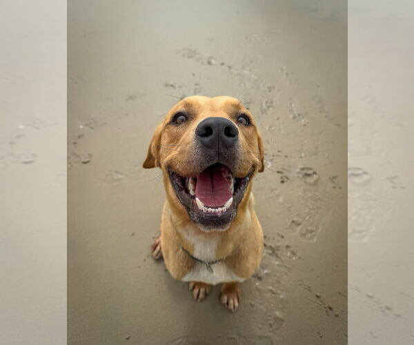 Medium Photo #10 Labrador Retriever-Unknown Mix Puppy For Sale in San Diego, CA, USA