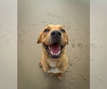 Small #9 Labrador Retriever Mix