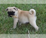 Small Photo #10 Pug Puppy For Sale in HARTLY, DE, USA