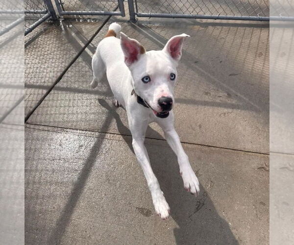 Medium Photo #4 Labrador Retriever Puppy For Sale in Muskegon, MI, USA
