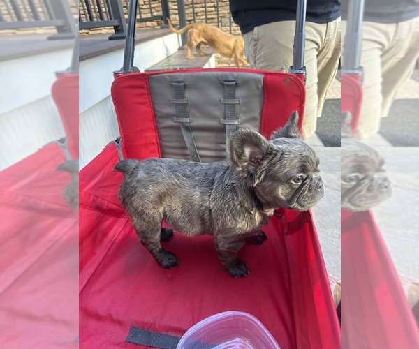 Medium Photo #3 French Bulldog Puppy For Sale in NEGAUNEE, MI, USA