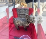 Small #2 French Bulldog