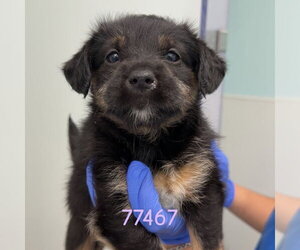 - Mix Dogs for adoption in Chico, CA, USA