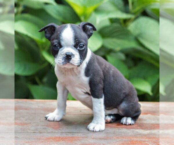 Medium Photo #1 Boston Terrier Puppy For Sale in MANHEIM, PA, USA