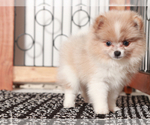 Small #1 Pomeranian
