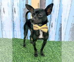 Small Photo #1 Chihuahua-Unknown Mix Puppy For Sale in Corona, CA, USA