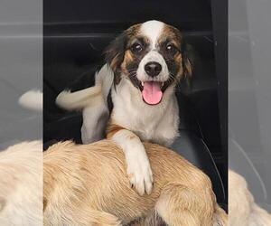 Mutt Dogs for adoption in San Antonio, TX, USA