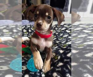 Chiweenie Dogs for adoption in Los Angeles, CA, USA