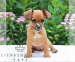 Small #1 Cavapoo (Miniature)-Jack Russell Terrier Mix