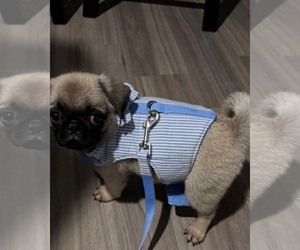 Pug Puppy for sale in JACKSONVILLE, FL, USA