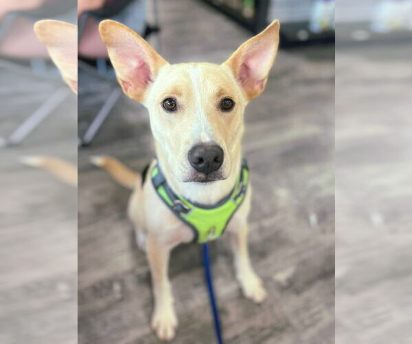 Medium Photo #3 Labrador Retriever-Unknown Mix Puppy For Sale in McDonough, GA, USA